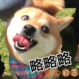 柴犬多大开始训练比较好