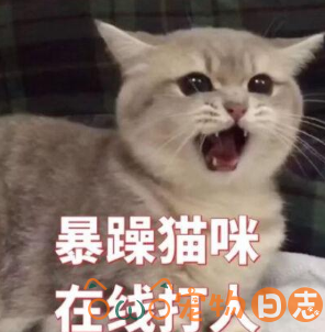 猫咪护食怎么纠正