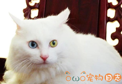 山东狮子猫好养吗