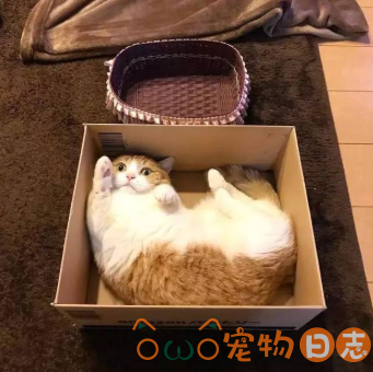 猫咪训练