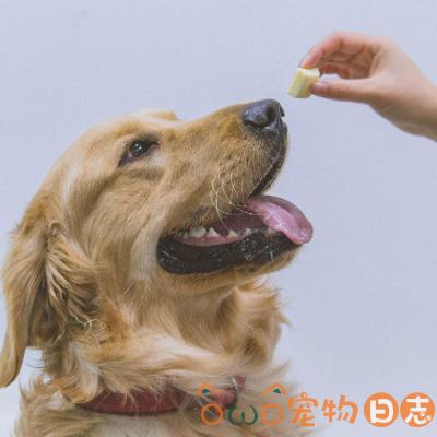 自己训练金毛犬的技巧