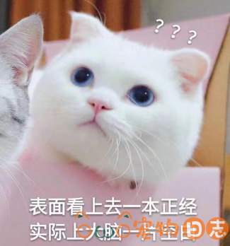 好听的猫咪名字