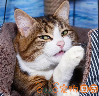 小猫不听话怎么办