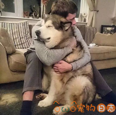 狂犬病的狗有什么症状