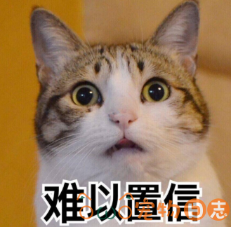 猫绦虫会传染给人吗