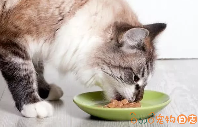 猫食欲不振怎么办