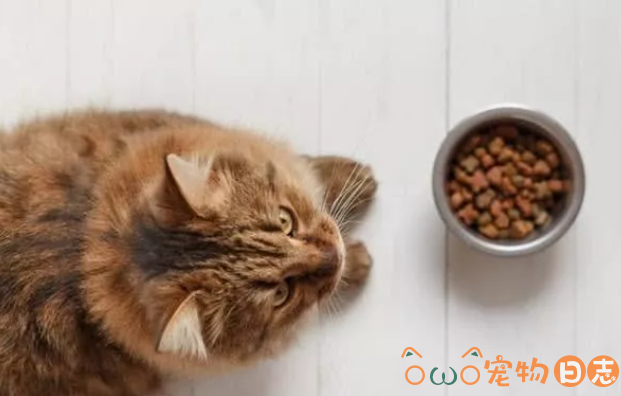 猫食欲不振怎么办