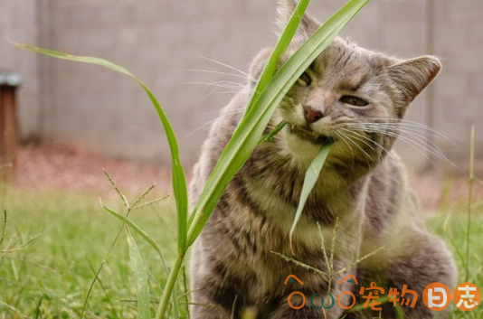 猫吃草是为什么