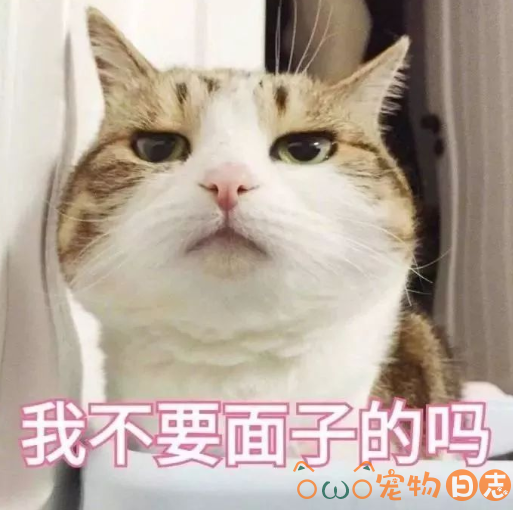 训练猫咪时猫不配合怎么办