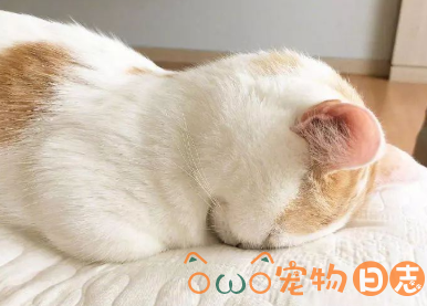 猫养不熟怎么办,猫养不熟的原因