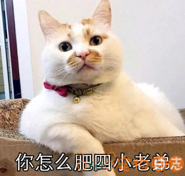 猫养不熟怎么办,猫养不熟的原因