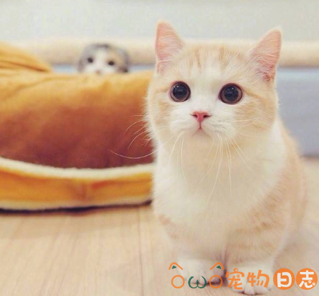 猫拉肚子吃什么药