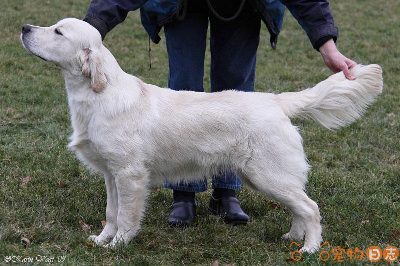 金毛犬幼犬换毛过程图