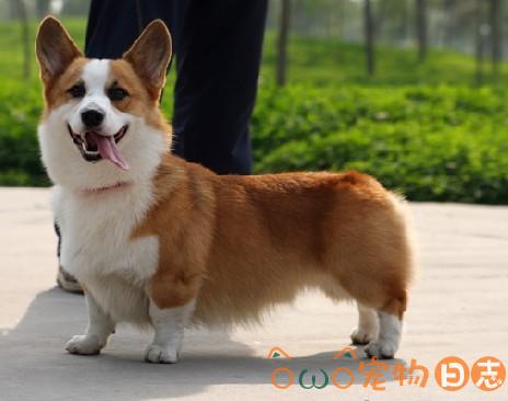 柯基犬好养吗