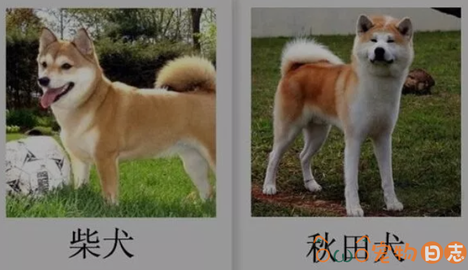 柴犬和秋田犬的区别