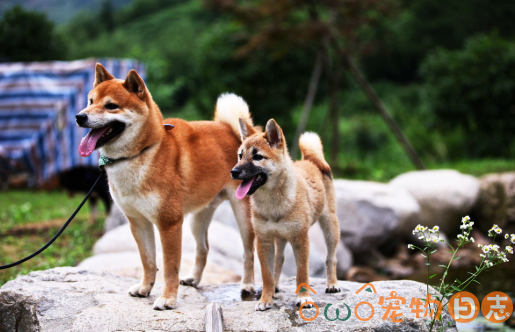 日本柴犬和中华田园犬的区别