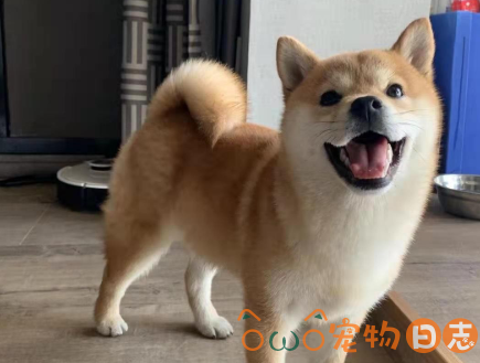 柴犬价格,纯种柴犬多少钱