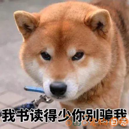 小柴犬拉稀怎么办