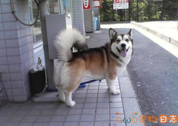 柴犬和柯基杂交是啥样