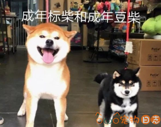 豆柴犬和柴犬哪个贵