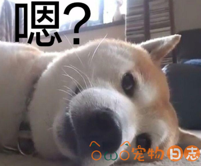 柴犬的缺点有哪些