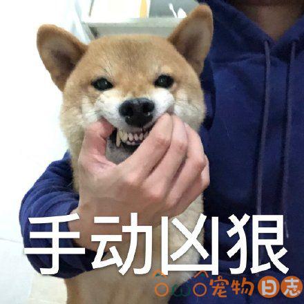 柴犬的缺点有哪些