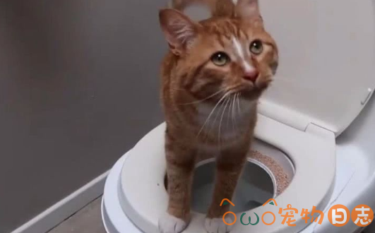 猫咪训练