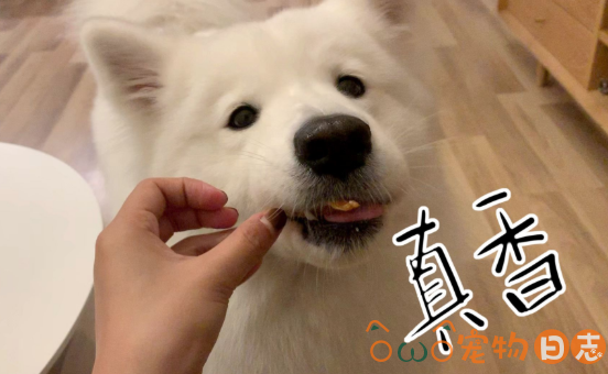 萨摩耶犬不吃狗粮怎么办