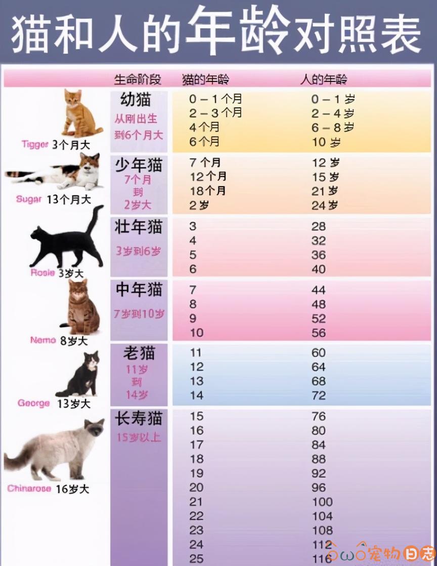 猫咪的年龄怎么算