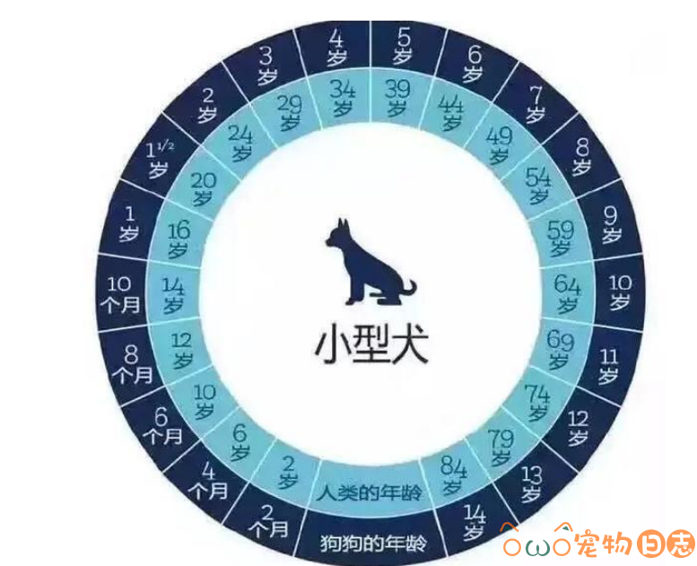 泰迪犬年龄对照表