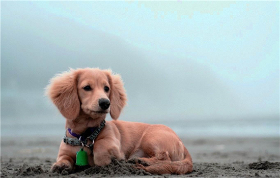 狗狗拒食训练 这种训练有多重要，主人要明白！