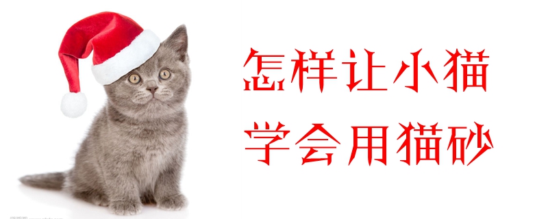 怎样让小猫学会用猫砂