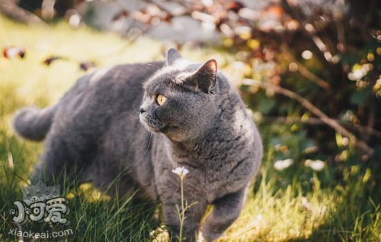 怎么训练猫不抓人 谁说本性难移