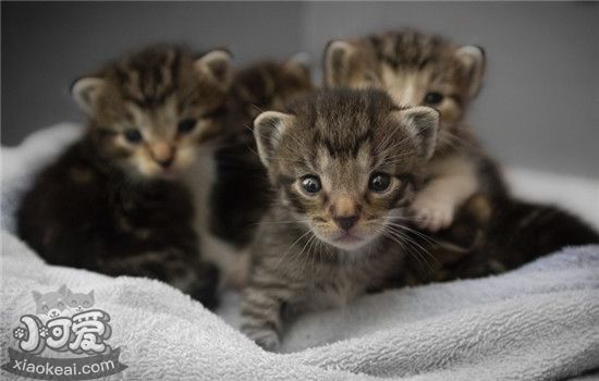 小猫不排便怎么办 训练小猫排便要注意什么