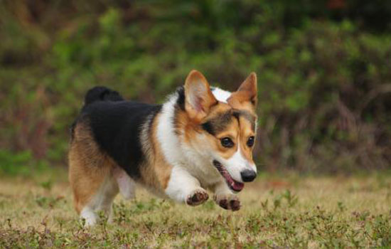 柯基犬打它能听话吗