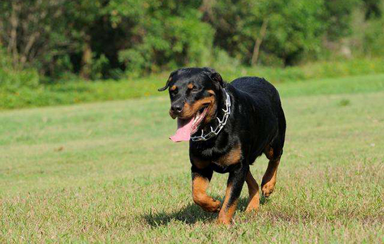 世界十大禁养猛犬排名,宠物狗训练