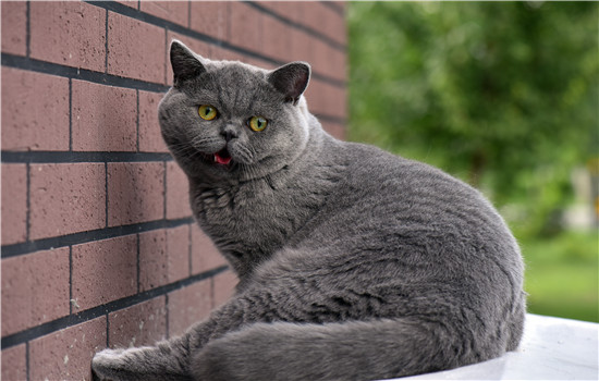 猫总是抓破纱窗怎么办 主人一定要及时干预哦！