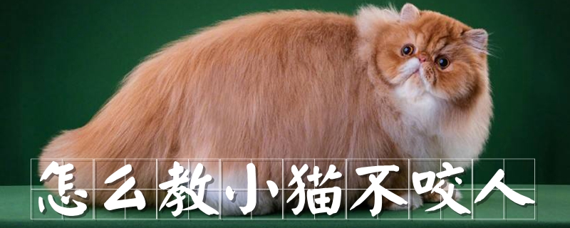 怎么教小猫不咬人