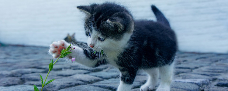 猫会乱拉屎吗 如何改变这种坏习惯?