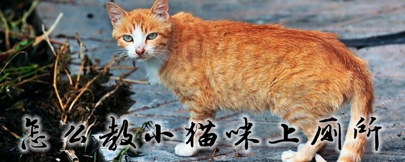 怎么教小猫咪上厕所