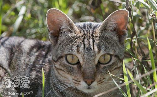 肯尼亚猫异常摄食怎么纠正 异常摄食纠正方法