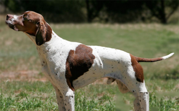 指示犬多少钱？是驱动力强大的猎犬