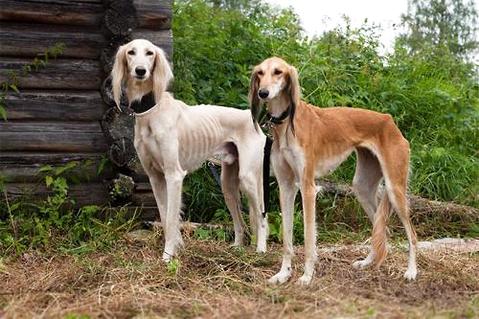 训练猎犬需要注意什么?训犬必看!