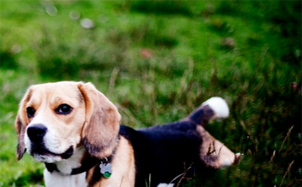 比格犬是小型犬吗？该犬对主人极富感情