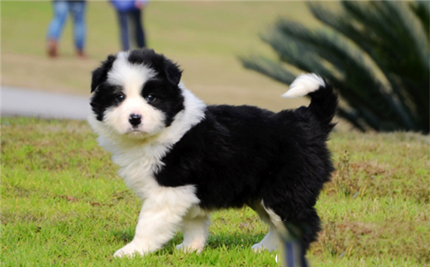 边境牧羊犬性格怎么样？边境牧羊犬精力充沛