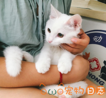 猫咪呼吸困难是什么原因