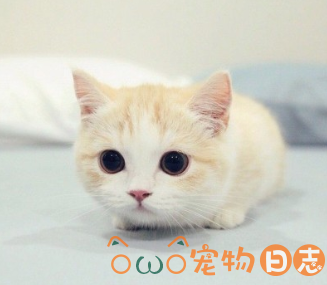 怎么让猫猫快速睡觉