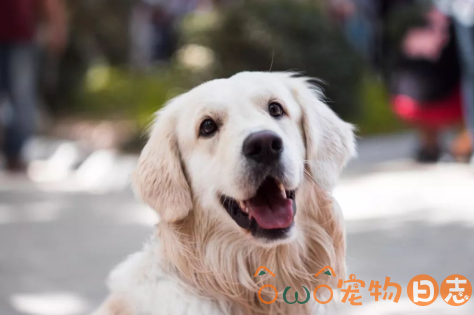 金毛犬体味重怎么办