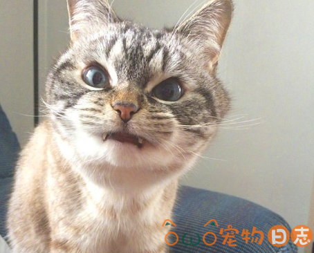 猫咪向人呲牙怎么办