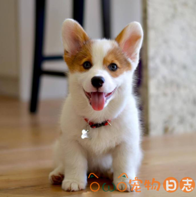 两个月大的柯基犬吃什么